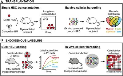 Stem Cells, Hematopoiesis and Lineage Tracing: Transplantation-Centric Views and Beyond